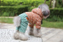 Костюм для собак "ChicDog"